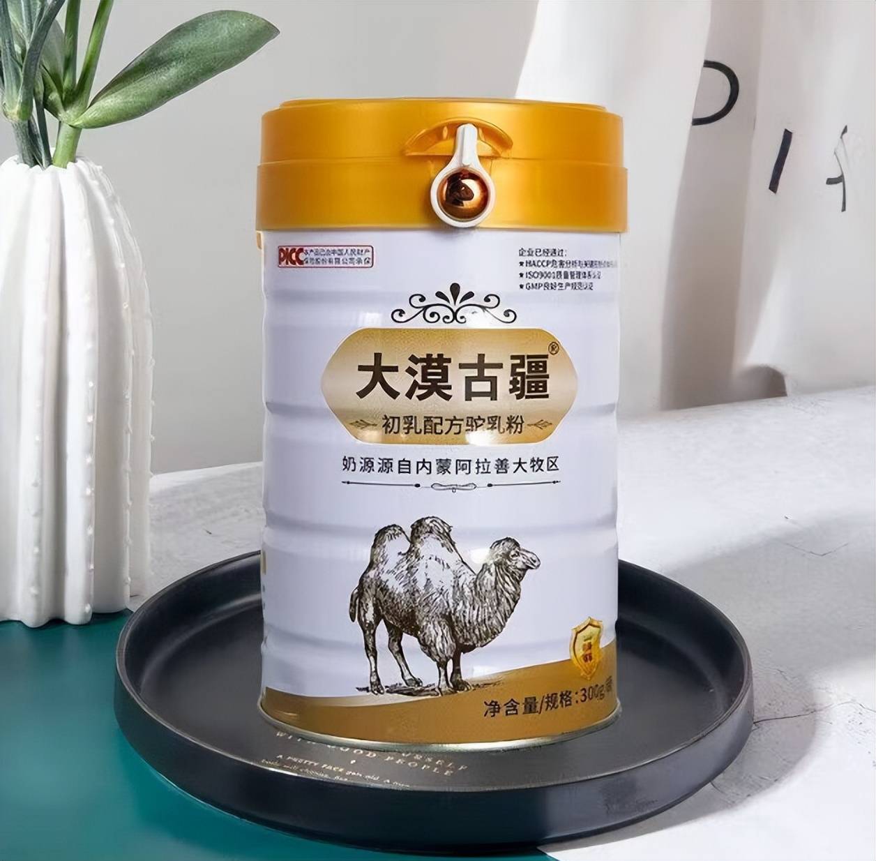 駱駝奶粉在哪裡買？哪裡能買到正宗的駝奶粉