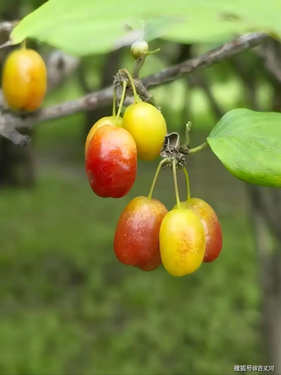 小說中的詩化(散文化)、童話風格小說、寓言體小說、戲劇化小說特點