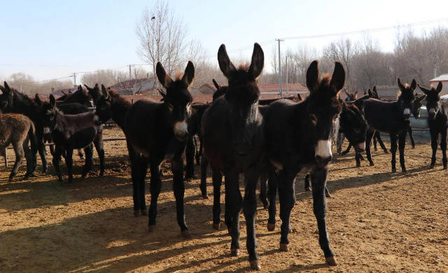 毛驢養殖“錢”景廣 特色養殖有奔頭