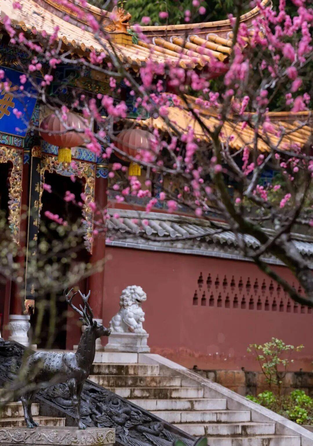 必須收藏！絕美！絕美！誰能拒絕這波中式美學？昆明超詳細賞梅攻略來了，包出片！